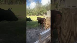 Who will budge first between mom and daughter? #cow #farming #farmlife #shorts