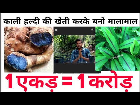 Curcuma caesia roxb black kali haldi, 1 kg, packaging type: ...