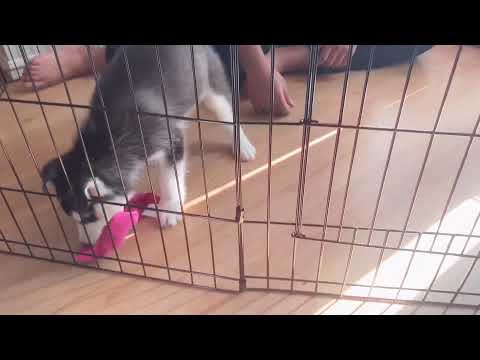 Husky puppy doesn’t like playing Kong toys