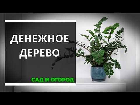 фото замиокулькас (золотое или долларовое дерево) 1.3 м 0