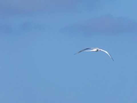 tropic bird 3