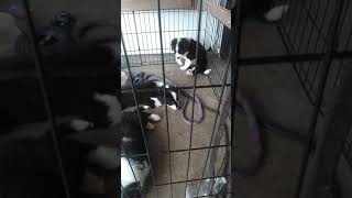 English Shepherd Puppies Videos