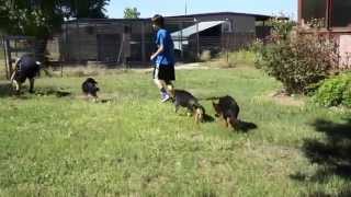 preview picture of video 'German Shepherd Puppies Dallas - Von der Otto German Shepherds'