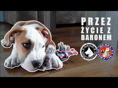 # 8 TEST - KONG Classic Rozmiar L