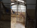 Giraffe Pooping