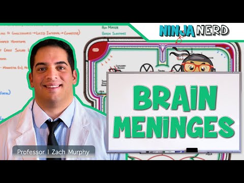 Neurology | Brain Meninges | Epidural, Subdural, Subarachnoid, & Intracerebral Hematomas