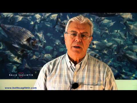 baliksagliktir.com / Soru-Cevap 02 / Aytuğ Kısaç / Deniz Kestanesi