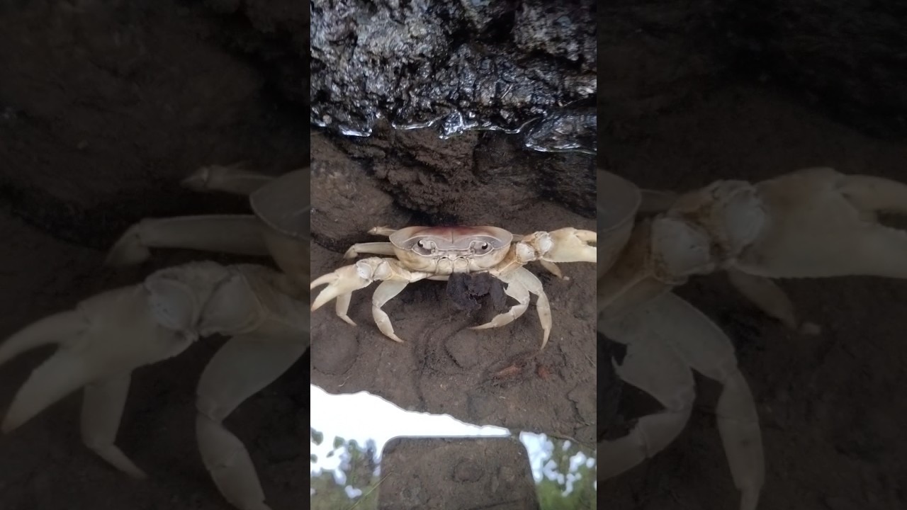 Aggressive Crab #crab #wildlife #shorts