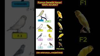 Download lagu Rumus Genetik Kenari 100% AKURAT #kenari mp3 Download lagu Rumus Genetik Kenari 100% AKURAT #kenari mp3