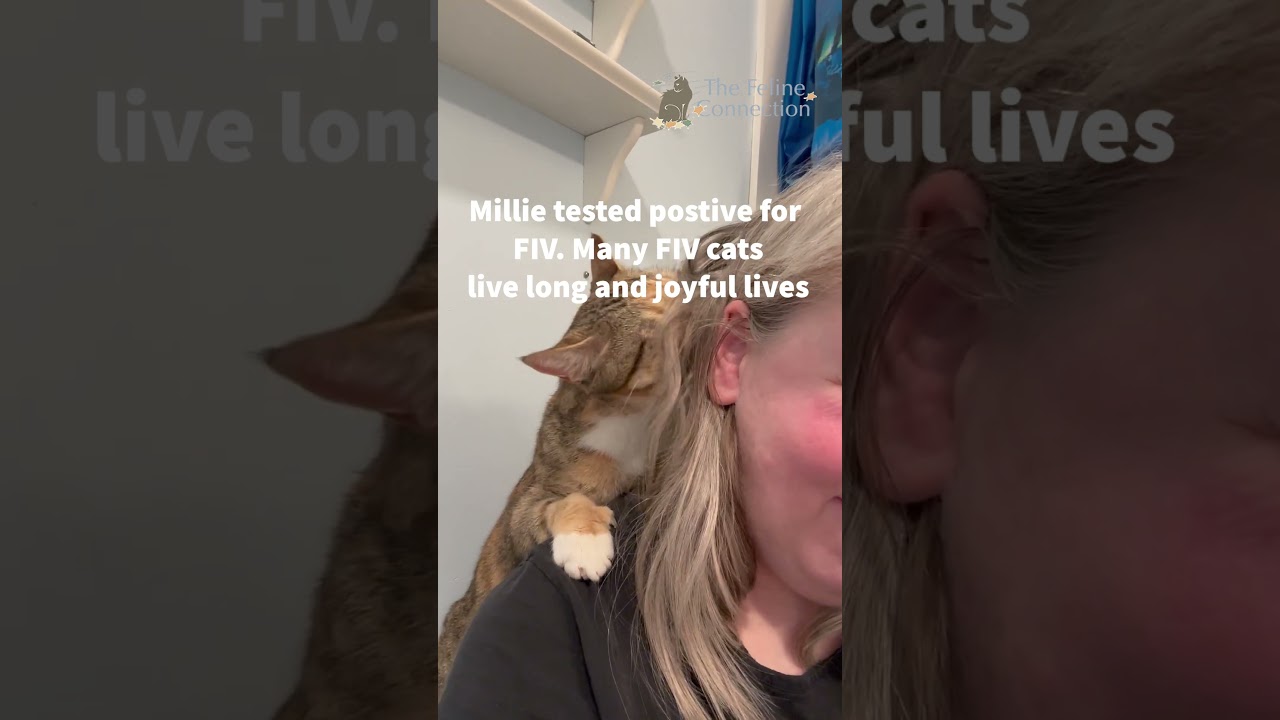 Enlarge Millie, an adopted Domestic Short Hair in Fair Haven, VT video 5/5