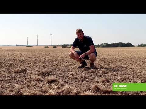 Jesper Kystgaard fortæller fra Ødemark Gods om Focus Ultra i vinterraps