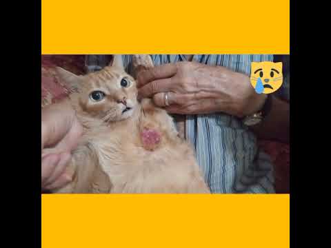 Gatinho Joe (Garfield Brasileiro) - Precisa de Ajuda!