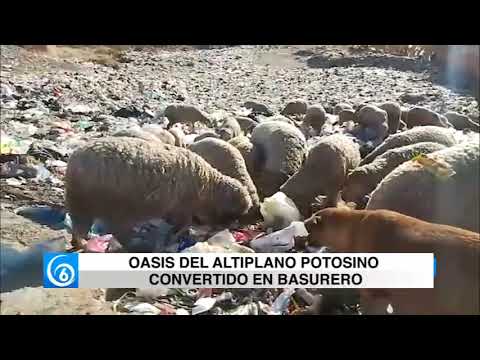 Oasis del Altiplano de San Luis Potosí, convertido en basurero