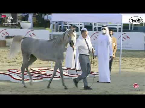 N 52 ALOHA   Sharjah International Arabian Horse Festival 2021   Fillies 2 Years Old Class 2A