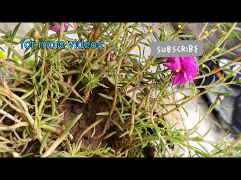 4 types of beautiful chitti rose flowers gardening