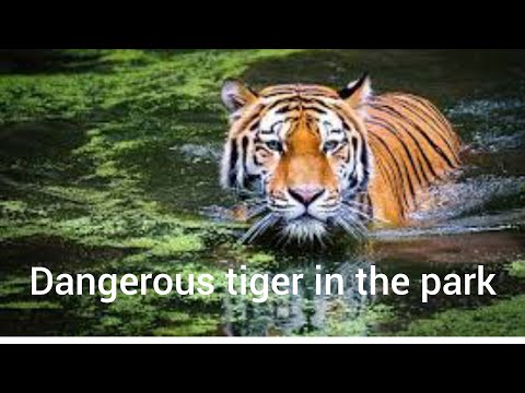 Dangerous Tiger In The park video🔥🔥🔥🐅🐅🐅🐅🐅