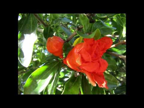 POGLEJ ME SPET V OČI - NEVA PIPAN, NACE JUNKAR