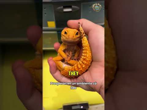 Leopard Geckos: The Perfect Pet Lizard?