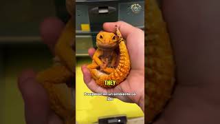 Download lagu Leopard Geckos: The Perfect Pet Lizard? mp3 Download lagu Leopard Geckos: The Perfect Pet Lizard? mp3
