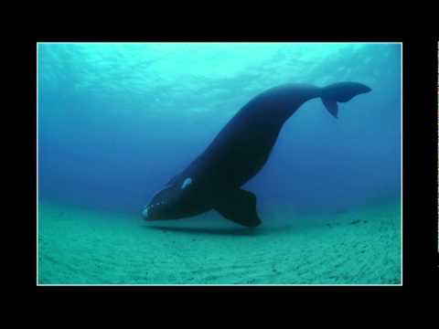 【TED】Brian Skerry reveals ocean's glory -- and horror