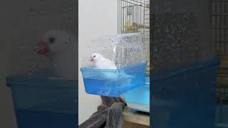 涼しくなってきたけど水浴びは毎日欠かしません🛁 #文鳥