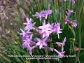 How to Care for Variegated Society Garlic