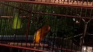 Download lagu Suara burung kenari lagu indah mp3 Download lagu Suara burung kenari lagu indah mp3