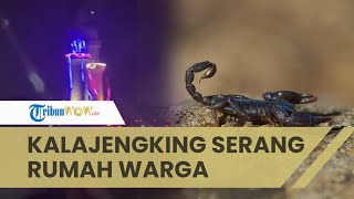 Kalajengking Paling Berbahaya Serang Warga seusai Badai di Mesir, 500 Orang Lebih Disengat