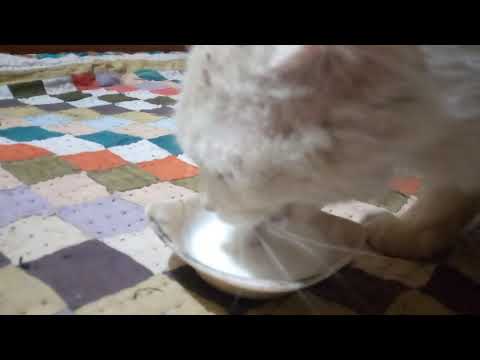 favrait bala Mare gaeon ka