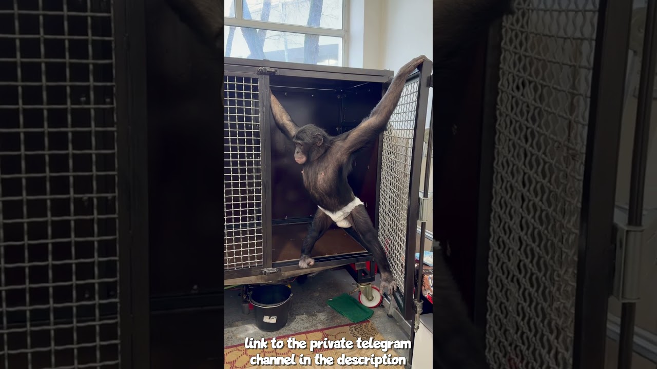 Как Начались Новогодние Гастроли Дана Запашного и Шимпанзе Бони в Алматинск