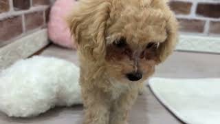 ハーフ犬の動画01
