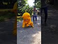 Diwali Special Teddy Bear Video Teddy Bear Funny Video Teddy Bear Teddy Crazy Teddy Funny