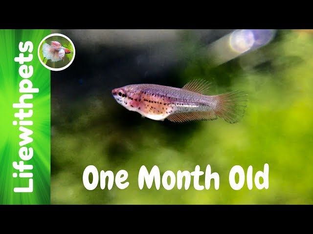 Betta Fish Growth From Birth to One Month Old