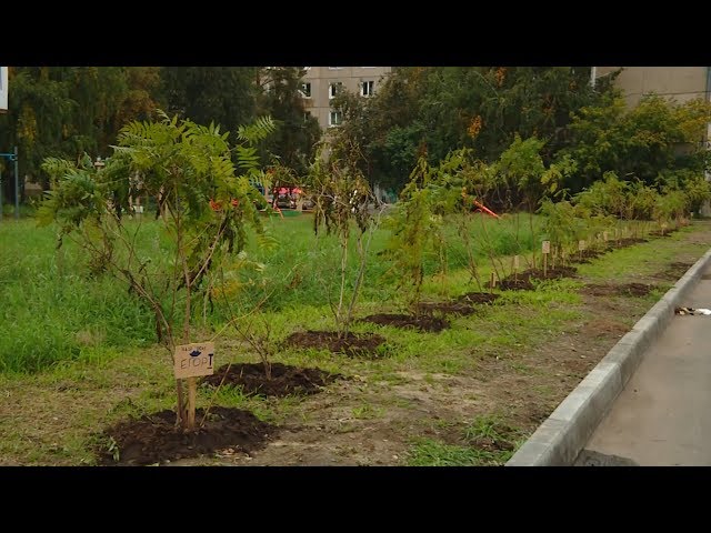 Ангарчане высаживают деревья