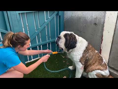 Ophelia getting a bath before going to her temp foster