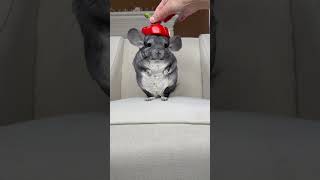Oh to be a floof who looks good in everything 🥹  #diy #hat #chinchilla