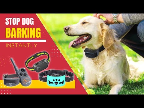 Best Dog Shock Collar For Barking - Stop Barking...