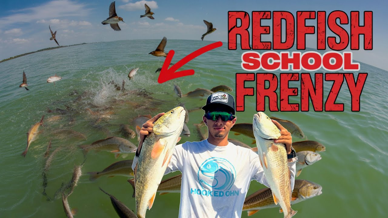 REDFISH were feeding like CRAZY in PortMansfield!!! 