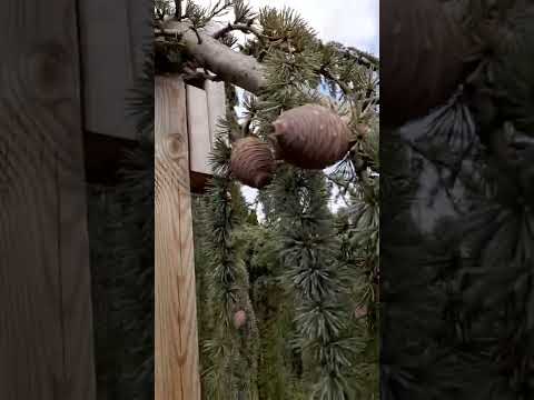 Cedrus libani ssp. atlantica 'Pendula' at Niagara Arboretum