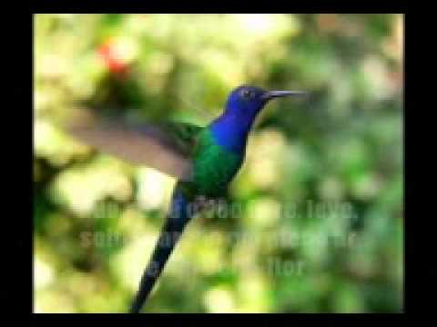 Macucos - Mãe Natureza