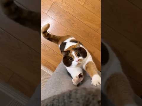 This Is Your Daily Dose Of Cats V26 😂