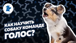 Kак научить собаку команде голос?