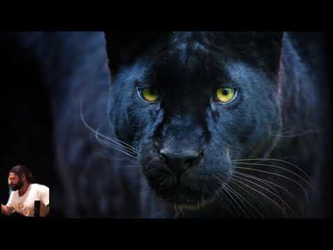 Αγρίμι - D. Asimos 🐯🎷🎹 #New #Official #DAsimos