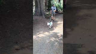 Video preview image #1 Maltese-Unknown Mix Puppy For Sale in Corona, CA, USA