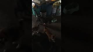 猫達の食堂にて。腹が減ってイライラが募るあまり内戦ぼっ発！