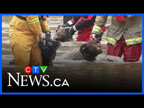 Floodwaters cause state of emergency in Comox Valley