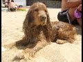 Собачка играет на пляже. Английский кокер-спаниель. 