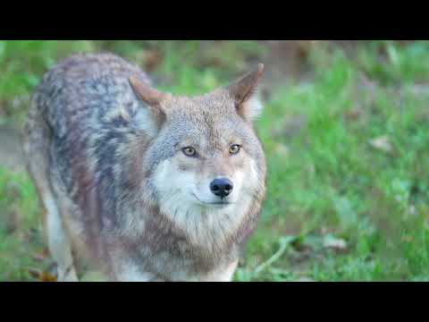 Coyotes The Masters Of Survival In Diverse Environments