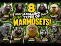 8 Types of Marmosets You Should Know | Amazing Marmoset Species Explained.