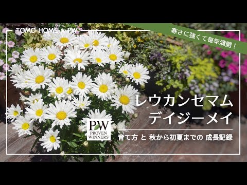 園芸 ムレイン、ホワイトブイヨン